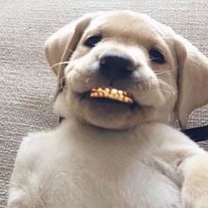 Meet your Posher, Ashley michelle